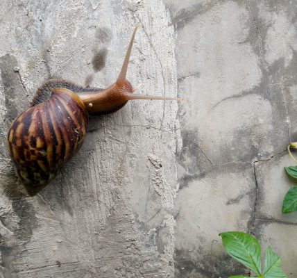 sposoby na ślimaki w ogrodzie