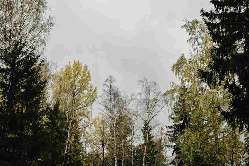 jakie drzewo szybko rośnie